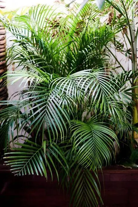 Appartamento Super Centric House 3 Kingsize And Private Garden Tulum 0*,  Messico